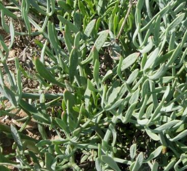 CRISTE MARINE (Crithmum maritimum) BIO, apiacées, Corse - en 2ml, 5ml, 10ml